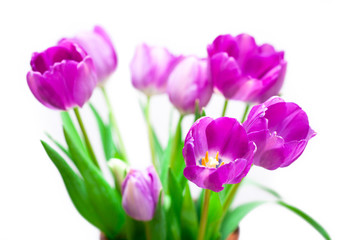 Tulips violet flowers on white background