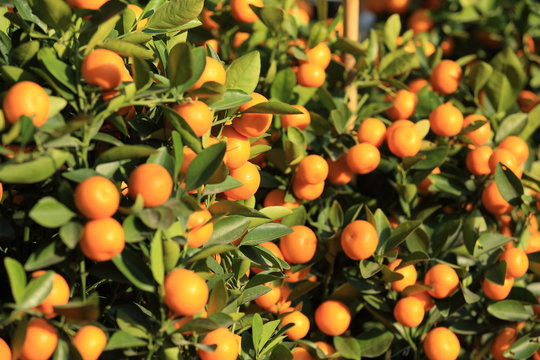 yellow orange fruits grow on tree