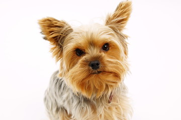 Portrait of cute puppy a Yorkshire Terrier close up