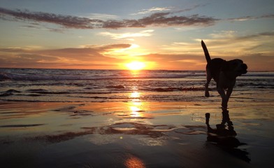 dog on the beach