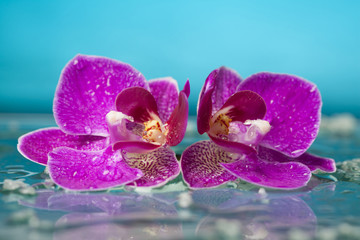 Spa still life with pink orchid and water drops in a serenity po