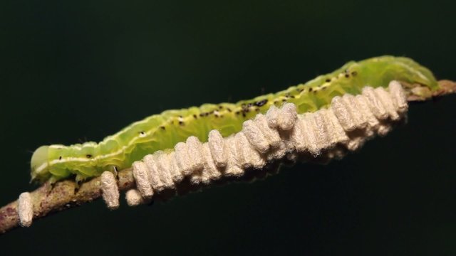 Caterpillar parasitized by an  Ichneumon wasp