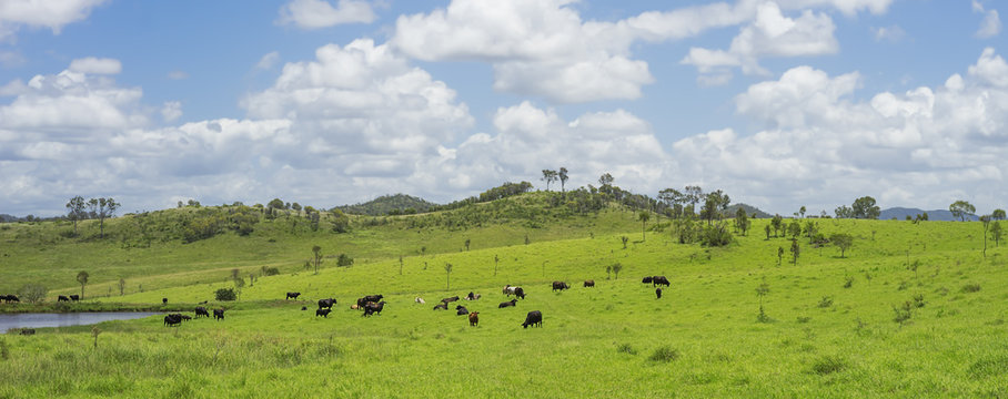 Australian Agriculture Beef Cattle Farming Panorama © sherjaca