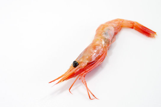 甘海老