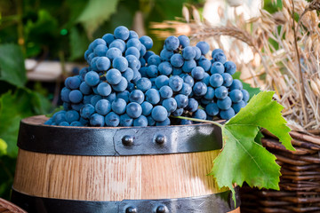 Barrel full of dark grapes