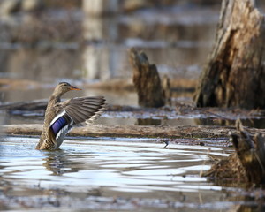 Mallard Hen in Water