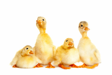 Group of little duckling