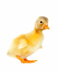 Newborn duck isolated