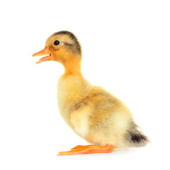 Newborn fluffy duck