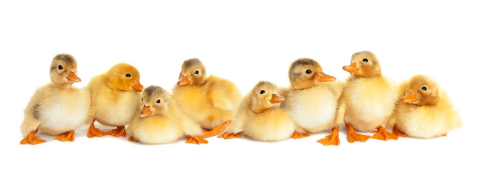 Group of fluffy ducklings isolated
