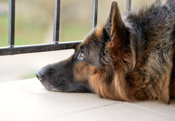 Sad german shepherd dog - Powered by Adobe