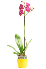 Naklejka na ściany i meble Orchid magenta flower