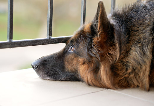 Sad German Shepherd Dog