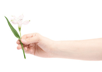 Fototapeta na wymiar Hand holding an alstroemeria flower