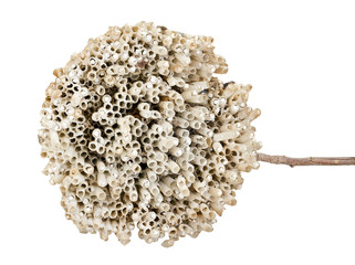 Hornet's nest with twig isolated on white