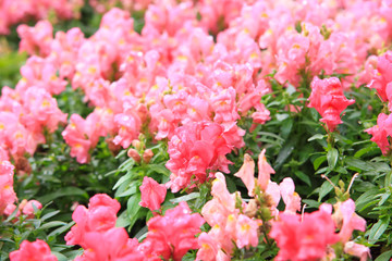 Pink Antirrhinum flowers in garden