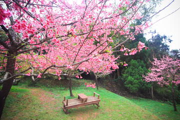 Pink cherry blossom in the garden with wodden bench to relax