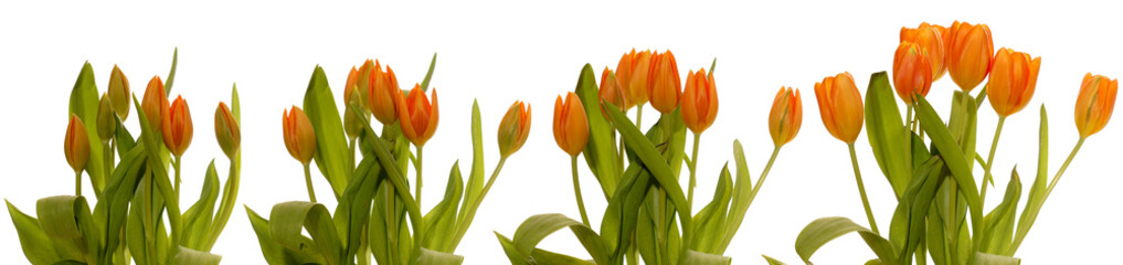 Tulips Blooming Series