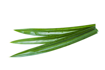 Fototapeta premium Pandan leaf isolated