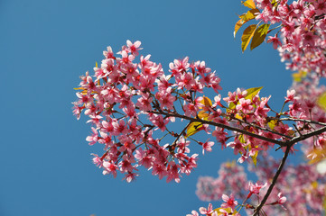 Thai Sakura in Inthanon national park, Chiang Mai, Thailand