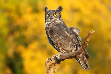 Photo sur Plexiglas Hibou Great horned owl sitting on a stick