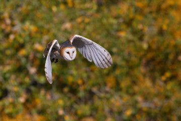 Barn owl in flight