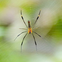 Spider on the web.