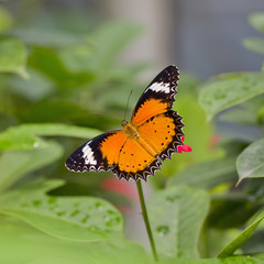 Yellow-orange butterfly
