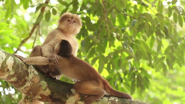 White-fronted Capuchin Monkeys (Cebus albifrons)