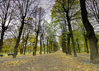 Colonnade of lime trees in the park