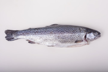 Trout