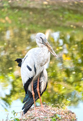 A heron standing on a rock near the swamp