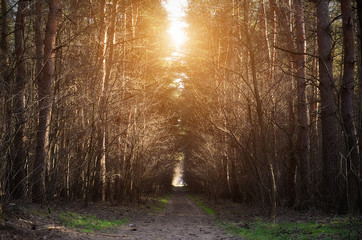 Path in pine forest on a sunny day