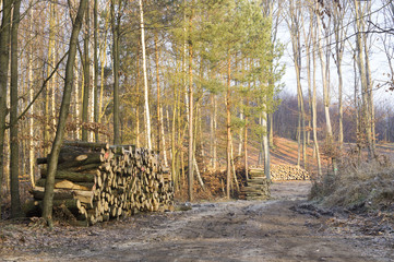 zimowy las © Mike Mareen