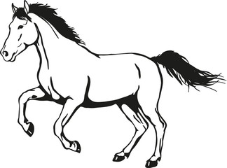Obraz na płótnie Canvas wild horse