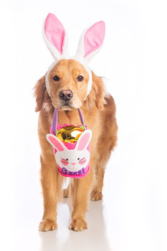 Easter bunny dog with basket and golden egg