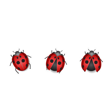 Group ladybug