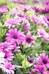 Obraz premium Flower in the garden