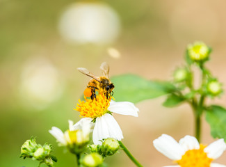 bee eat pollen of flower