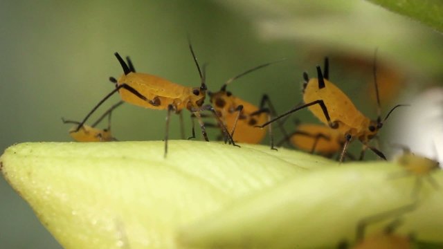 Oleander Aphids (Aphis nerii)