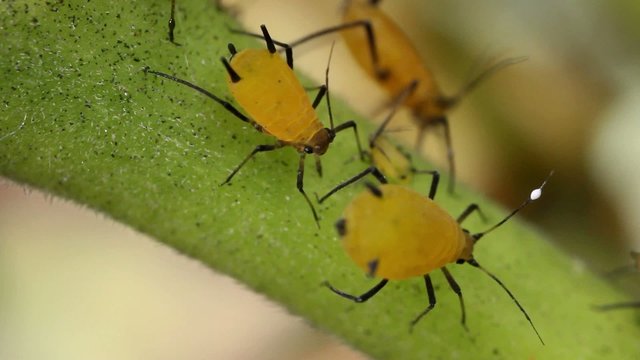 Oleander Aphids (Aphis nerii)