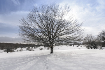Fototapeta na wymiar Beech tree, Entzia mountain range in winter (Spain)