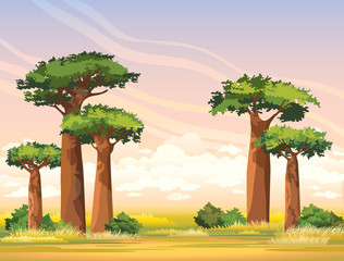 African landscape with baobabs. Madagascar. - obrazy, fototapety, plakaty