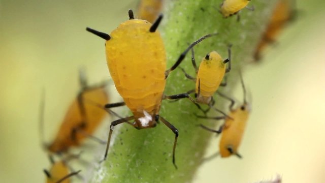Oleander Aphids (Aphis nerii)