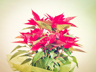 Poinsettia Christmas star