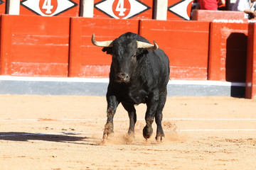 toro