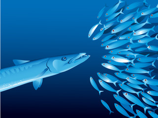 Obraz premium Barracuda and shoal