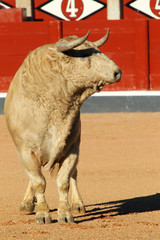 toro