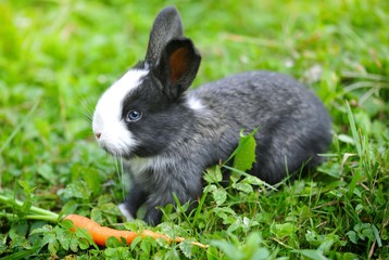 Funny baby rabbit with a carrot on grass