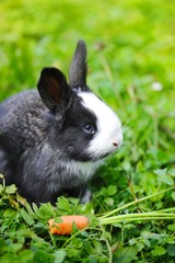 Funny baby rabbit with a carrot on grass